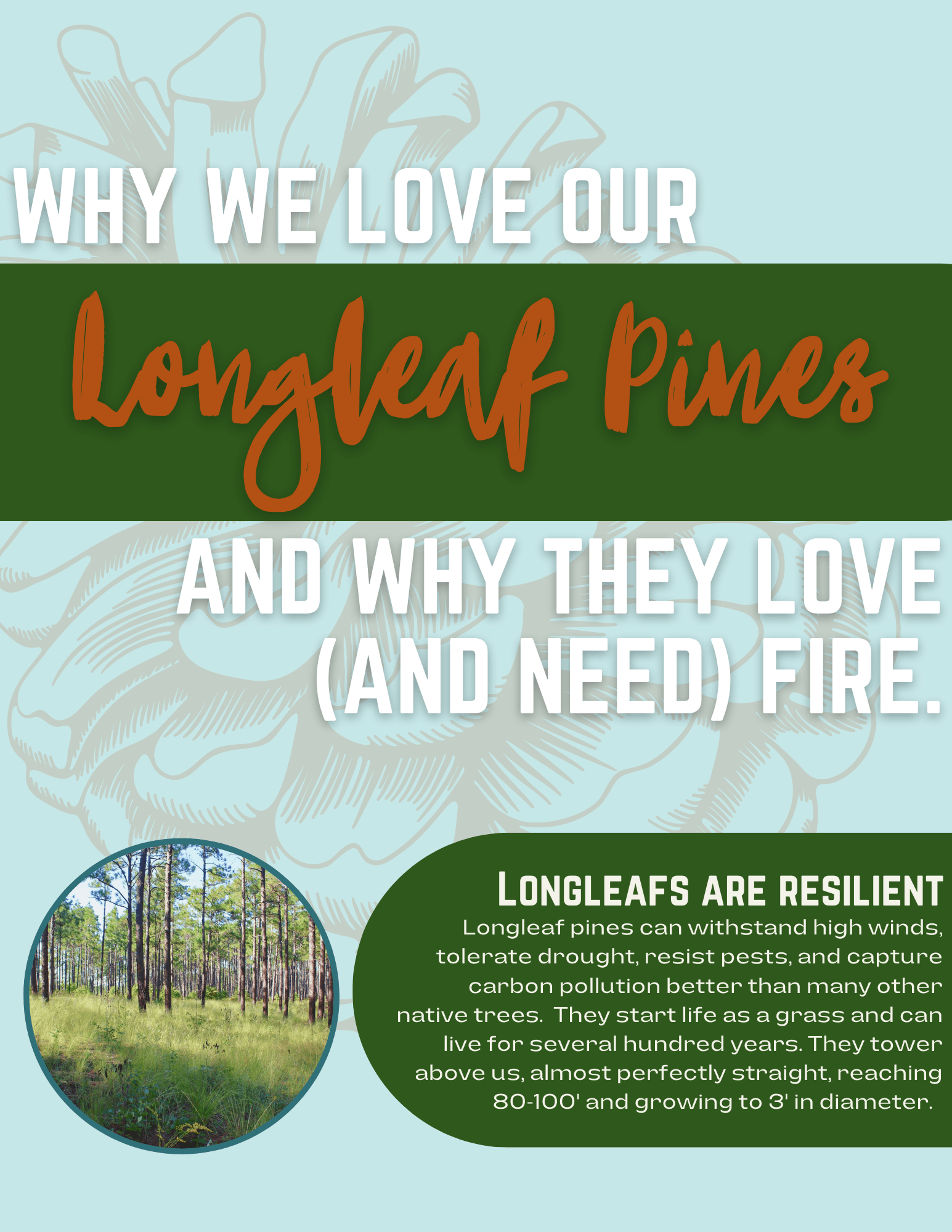 Longleaf Prescribed Burn Web