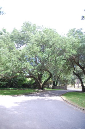 Live Oaks at Campbell House