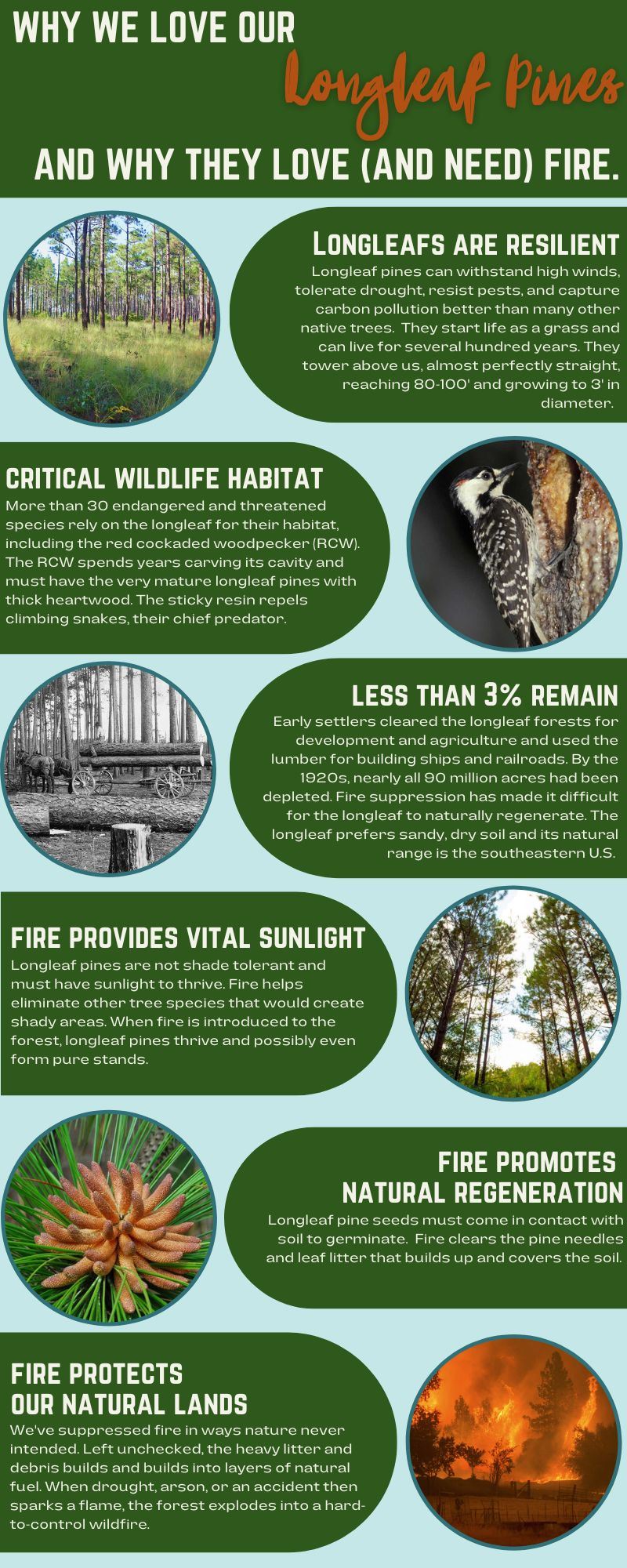 Longleaf Prescribed Burn Information