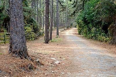 Image of a dirt road lined with trees